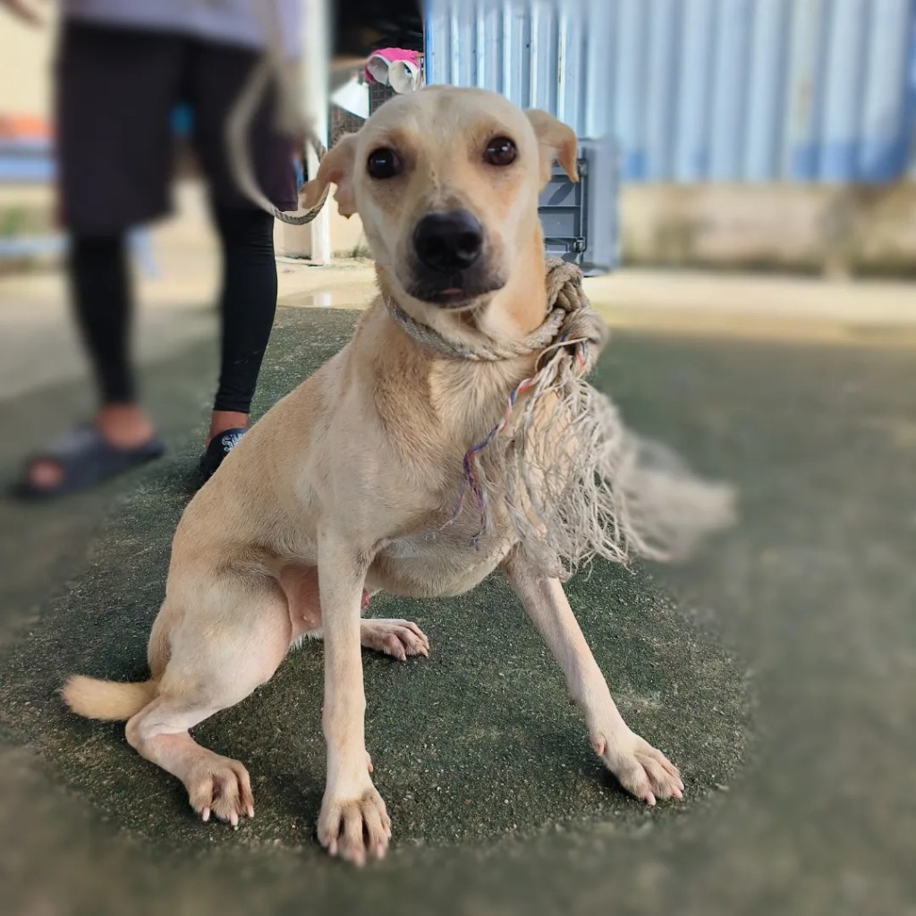 P211 (110923M) 2.png