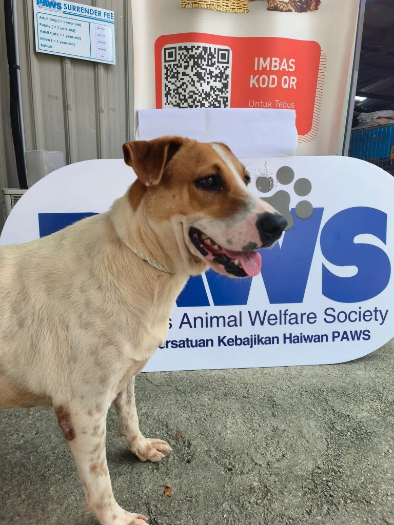 chian chian male mongrel