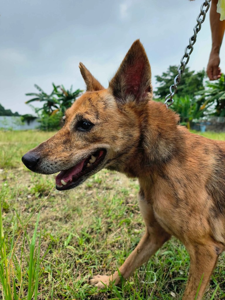 mercy female mongrel