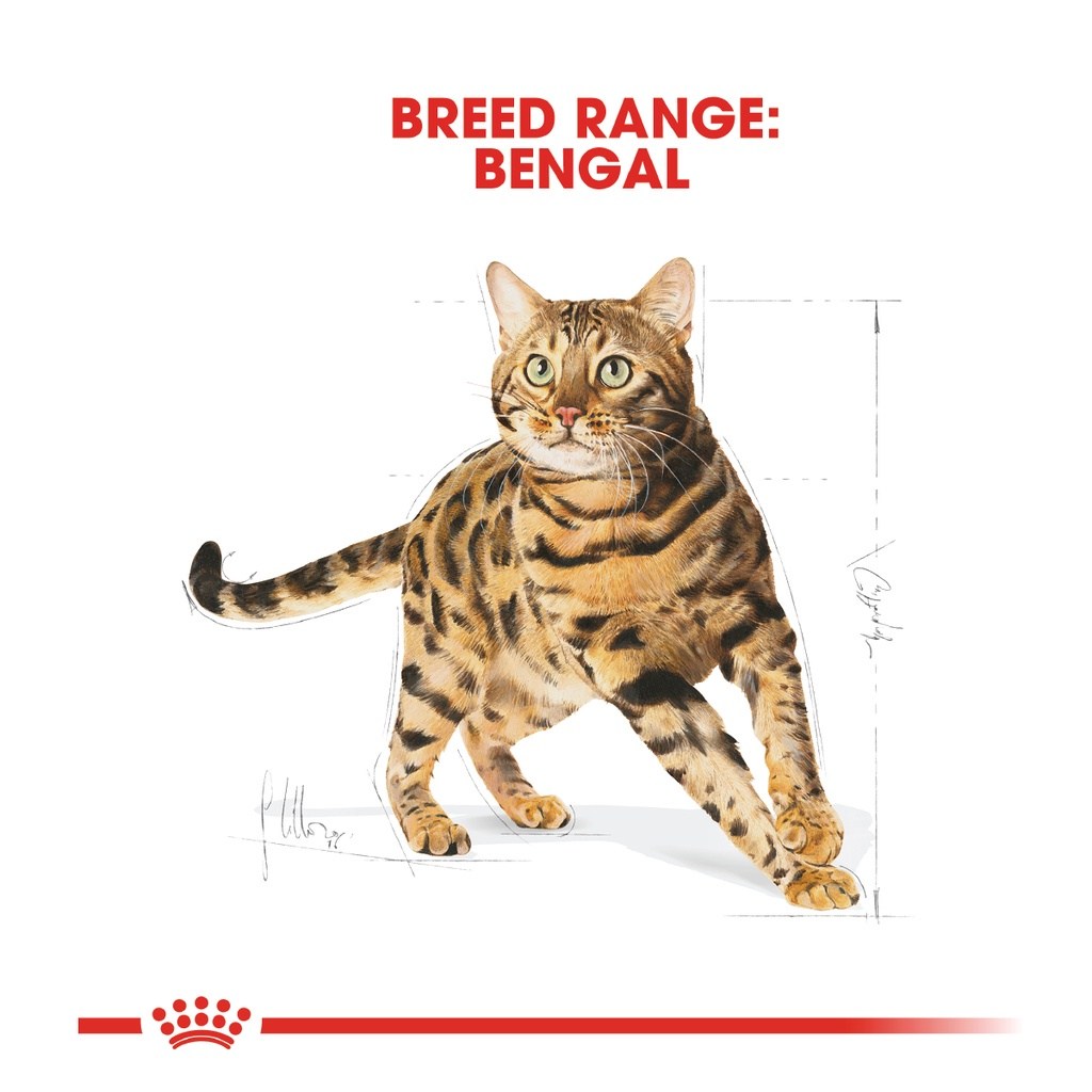 ROYAL CANIN Bengal Adult (2kg) Dry Cat Food Makanan Kucing – Feline Breed Nutrition - Image 2