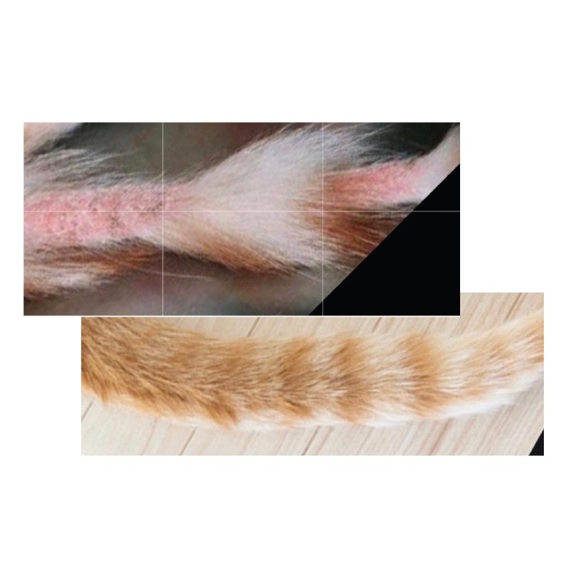 Fungaseb Spray for Dogs & Cats -  Antifungal, Antibacterial and Antimange (150ml) - Image 3