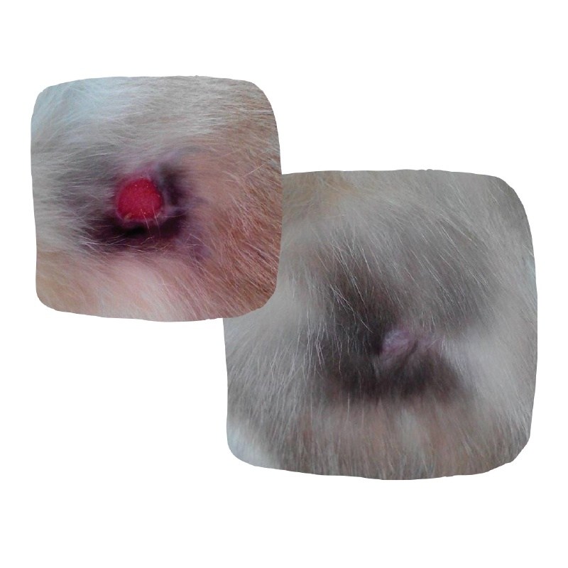 Fungaseb Spray for Dogs & Cats -  Antifungal, Antibacterial and Antimange (150ml) - Image 4